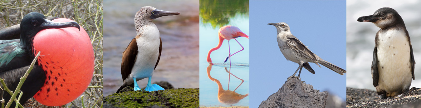 Island Hopping in the Galapagos Islands