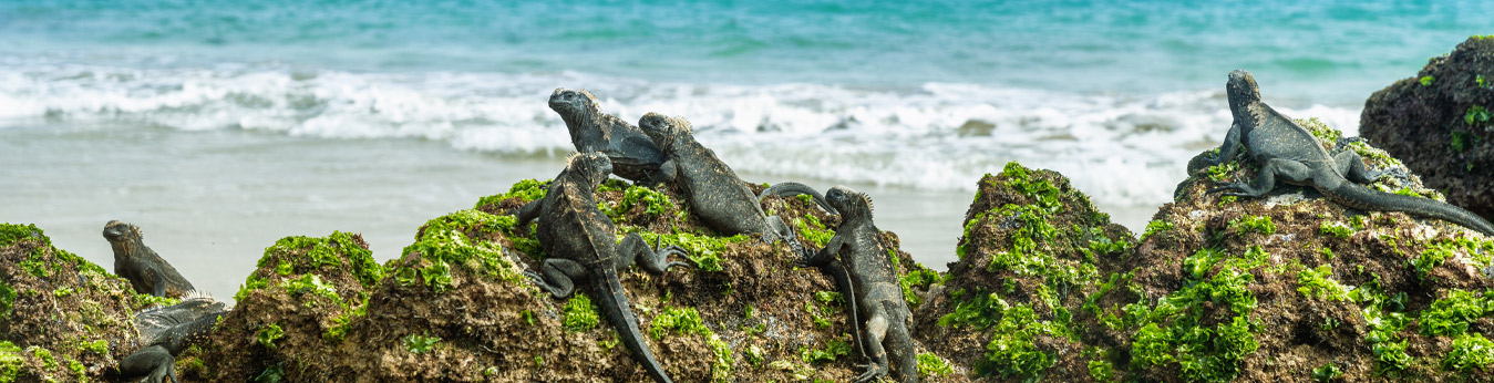 Island Hopping in the Galapagos Islands