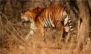 corbett, ranthambore, national park, tiger